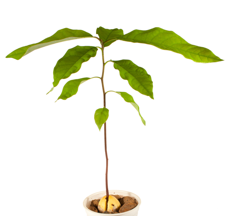 flower borders Garden